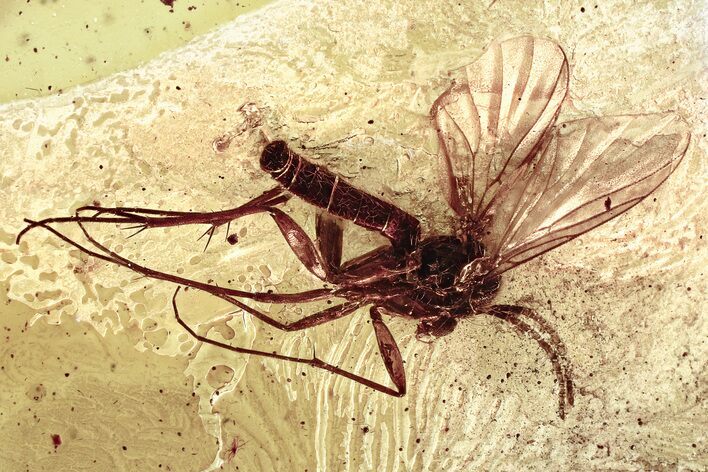 Detailed Fossil Fungus Gnat (Mycetophilidae) In Baltic Amber #372565